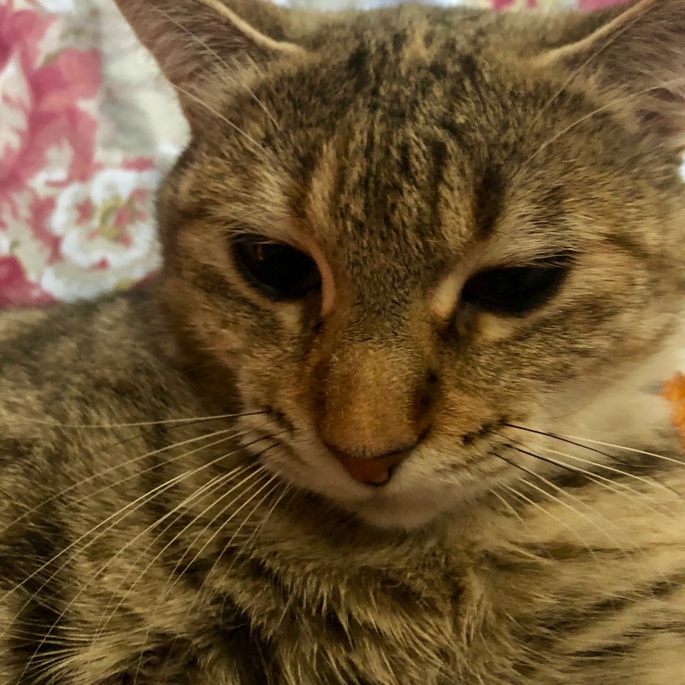 Meet your Posher, Tori